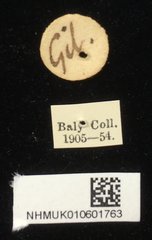 Cassida circumdata • All Rights Reserved Museum Label