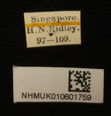 Cassida physodes • All Rights Reserved Museum Label