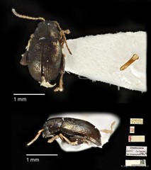 Chaetocnema sp. "cf. hainanensis" • © Ang Yuchen • CC BY 4.0