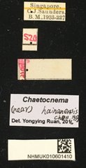Chaetocnema sp. "cf. hainanensis" • All Rights Reserved Museum Label