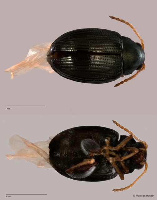 Chaetocnema sp. "cf. wallacei" • © Maimon Hussin • All Rights Reserved