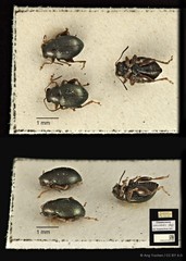 Chaetocnema concinnicollis • © Ang Yuchen • CC BY 4.0