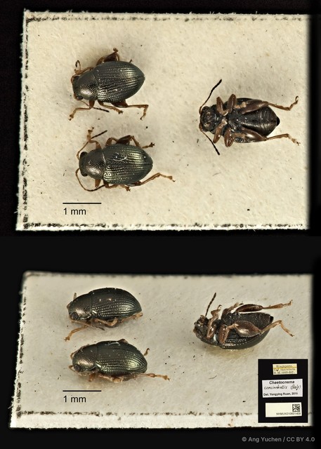 Chaetocnema concinnicollis • © Ang Yuchen • CC BY 4.0