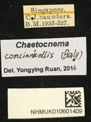 Chaetocnema concinnicollis • All Rights Reserved Museum Label