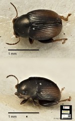 Chaetocnema granulicollis • © Ang Yuchen • CC BY 4.0