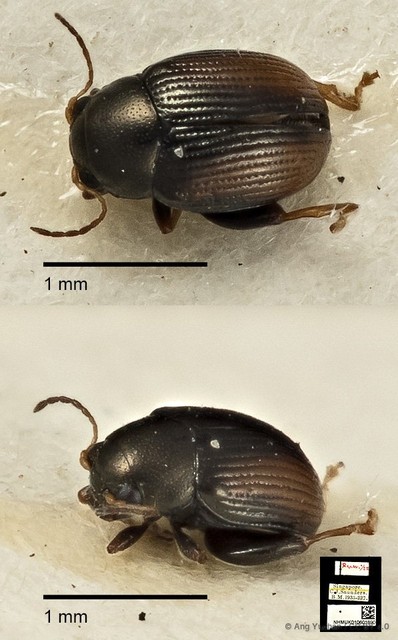 Chaetocnema granulicollis • © Ang Yuchen • CC BY 4.0
