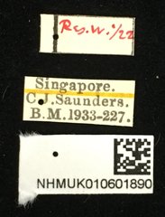 Chaetocnema granulicollis • All Rights Reserved Museum Label