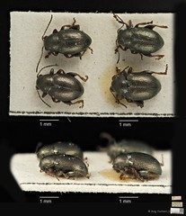 Chaetocnema malayana • © Ang Yuchen • CC BY 4.0