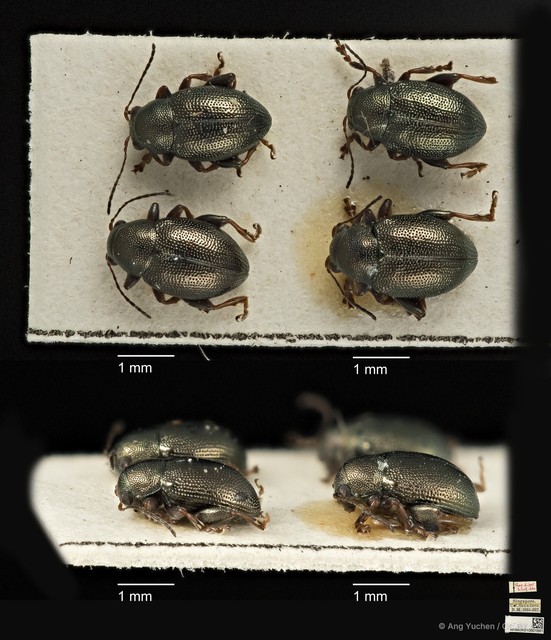 Chaetocnema malayana • © Ang Yuchen • CC BY 4.0