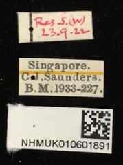 Chaetocnema malayana • All Rights Reserved Museum Label