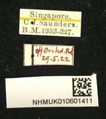 Chaetocnema nigrica • All Rights Reserved Museum Label