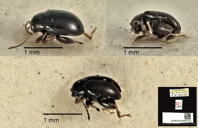Chaetocnema nigrica