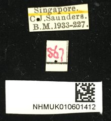 Chaetocnema nigrica • All Rights Reserved Museum Label