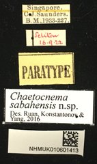 Chaetocnema sabahensis • All Rights Reserved Museum Label