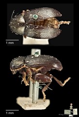 Chaetocnema wallacei • © Ang Yuchen • CC BY 4.0