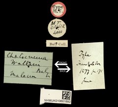 Chaetocnema wallacei • All Rights Reserved Museum Label