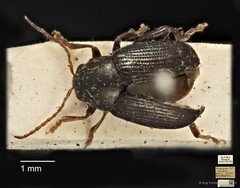 Chaetocnema wallacei • © Ang Yuchen • CC BY 4.0