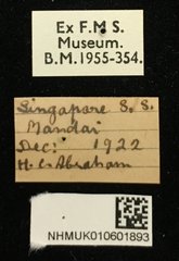 Chaetocnema wallacei • All Rights Reserved Museum Label