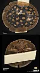 Chiridopsis punctata • © Ang Yuchen • CC BY 4.0
