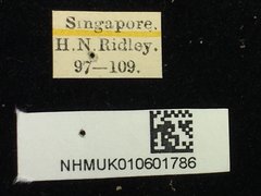 Chiridopsis punctata • All Rights Reserved Museum Label