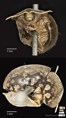 Chiridopsis punctata • © Ang Yuchen • CC BY 4.0