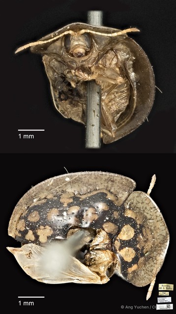 Chiridopsis punctata
