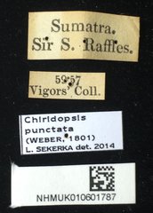 Chiridopsis punctata • All Rights Reserved Museum Label