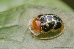Chiridopsis scalaris • © Marcus Ng Fu Chuan • CC BY-NC-ND 4.0