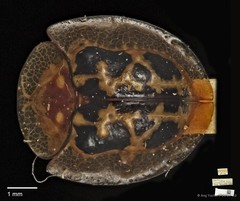 Chiridopsis scalaris • © Ang Yuchen • CC BY 4.0