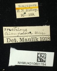 Chiridopsis scalaris • All Rights Reserved Museum Label