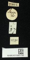 Chiridopsis scalaris • All Rights Reserved Museum Label