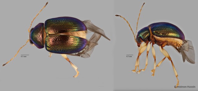 Colaspoides sp. "ZRCBDP0071815" • © Maimon Hussin • All Rights Reserved