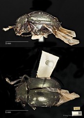 Colaspoides cuprea • © Ang Yuchen • CC BY 4.0