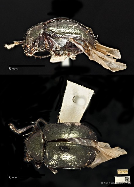 Colaspoides cuprea • © Ang Yuchen • CC BY 4.0