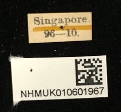 Colaspoides cuprea • All Rights Reserved Museum Label