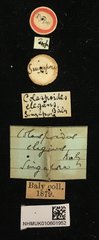 Colaspoides elegans • All Rights Reserved Museum Label