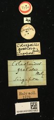 Colaspoides gratiosa • All Rights Reserved Museum Label