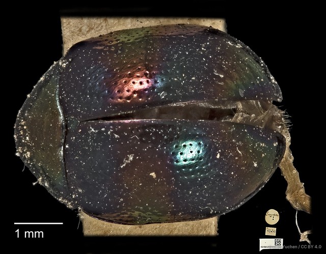 Colaspoides gratiosa