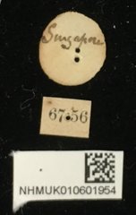 Colaspoides gratiosa • All Rights Reserved Museum Label