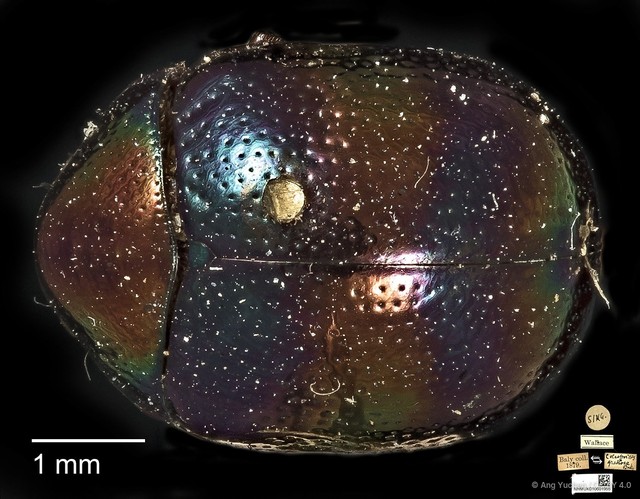 Colaspoides gratiosa