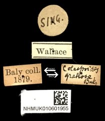 Colaspoides gratiosa • All Rights Reserved Museum Label