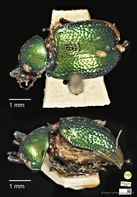Colaspoides laportei • © Ang Yuchen • CC BY 4.0