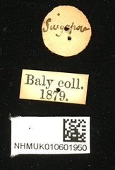 Colaspoides laportei • All Rights Reserved Museum Label
