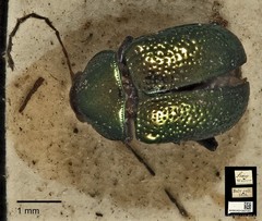 Colaspoides laportei • © Ang Yuchen • CC BY 4.0