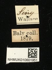 Colaspoides laportei • All Rights Reserved Museum Label