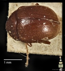 Colaspoides parvula • © Ang Yuchen • CC BY 4.0