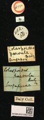 Colaspoides parvula • All Rights Reserved Museum Label