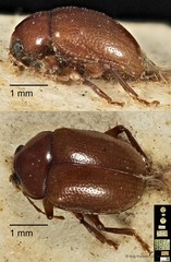 Colaspoides picea • © Ang Yuchen • CC BY 4.0