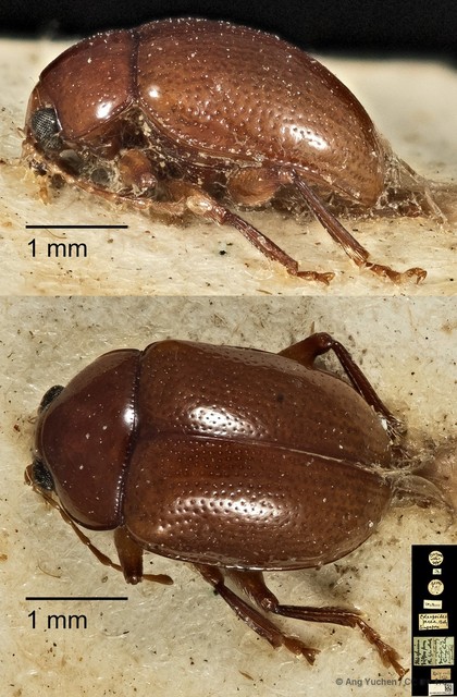 Colaspoides picea • © Ang Yuchen • CC BY 4.0