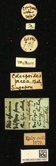 Colaspoides picea • All Rights Reserved Museum Label